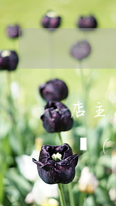 店主在涼面中加罌粟粉1月獲利1萬5 刑事強(qiáng)制措施不能超過多長時間？